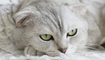 爱游戏-赛车工程师揭秘：调校技巧让速度更上一层楼，赛车工作